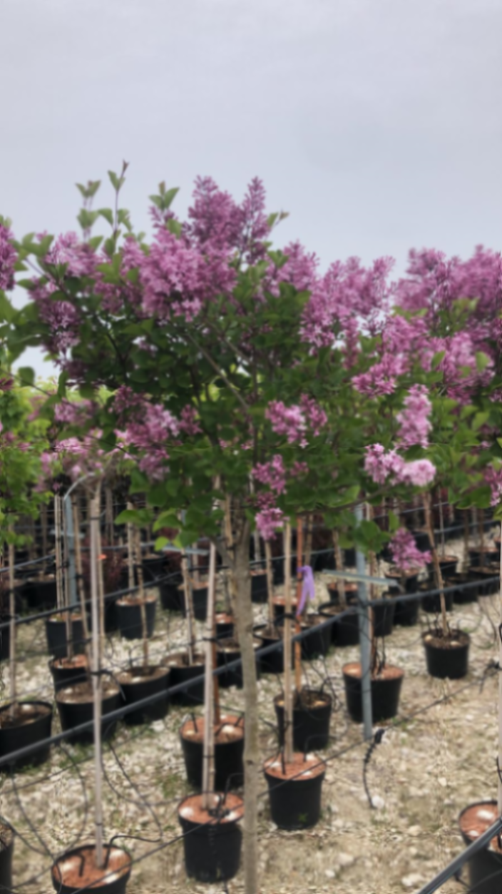 Сирень мейера Палибин штамб 80